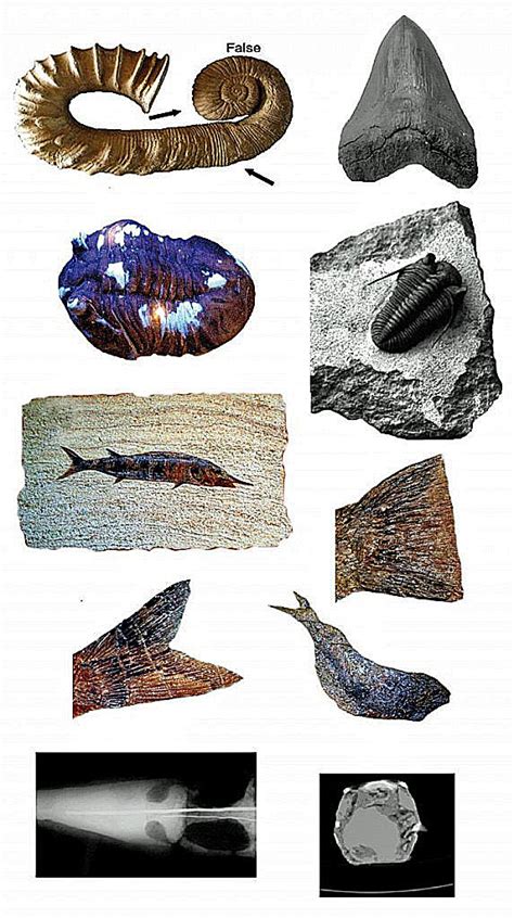 Fossil fakes and their recognition .